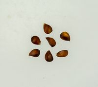 Maglemer æblekerner